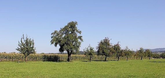 Obstbäume