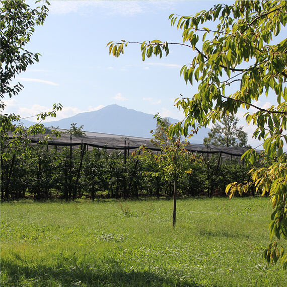 Kirschbäume